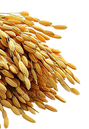 Butler Rice Butler Rice | Shrivel Hitech Rice Industries